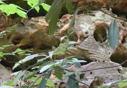 Gladie Creek, Red River Gorge